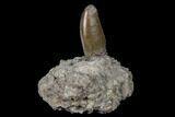 Serrated, Allosaurus Tooth On Sandstone - Colorado #177370-1